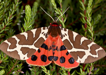Brauner Bär (Arctia caja ) - © Gernot Kunz